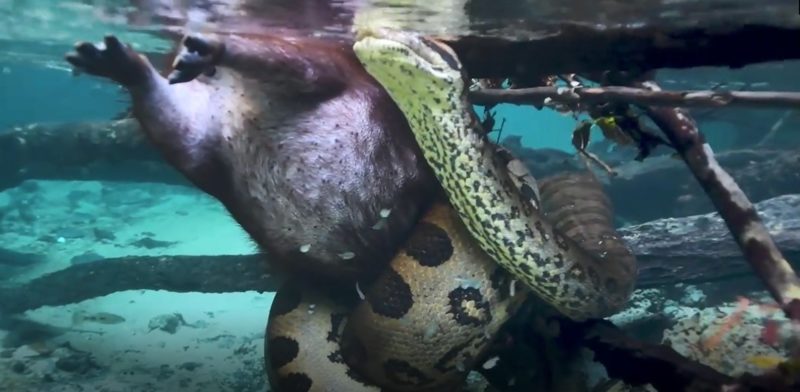 VÍDEO explica por que capivaras de Mato Grosso do Sul se acham demais