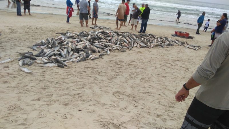 Registro feito na Praia Brava, com cerca de 1.600 tainhas pescadas &#8211; Foto: Divulgação/ND