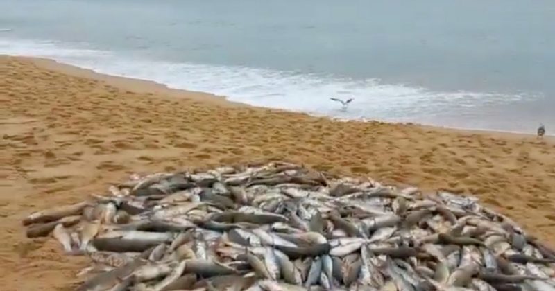 Lan&ccedil;o pregui&ccedil;oso de segunda-feira em Taquaras – Foto: Reprodu&ccedil;&atilde;o