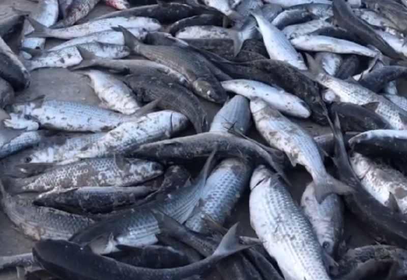 Lances da tainha chegam na marca de 50.860 peixes capturados em praias de Florian&oacute;polis – Foto: Reprodu&ccedil;&atilde;o/NDTV RecordTV