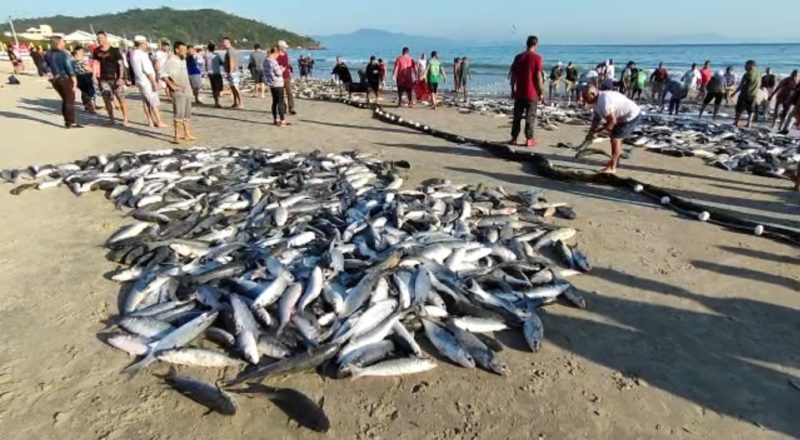Lanço com 6 mil tainhas na praia da Lagoinha, em Florianópolis &#8211; Foto: Reprodução/NDTV RecordTV
