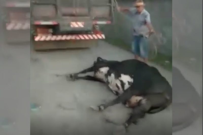 Vaca foi arrastada por caminhão em Balneário Barra do Sul &#8211; Foto: Reprodução/Internet