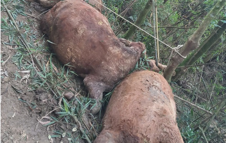 Vacas esquartejadas em Mafra