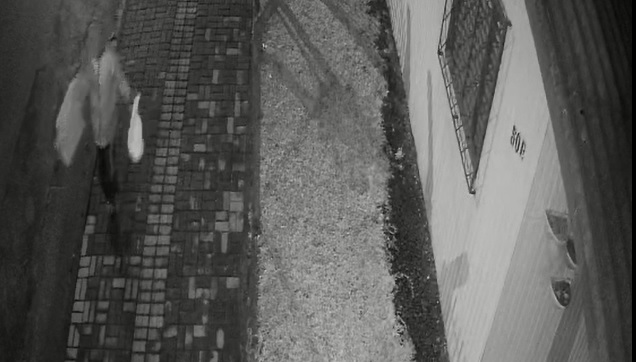 orquídeas e samambaias