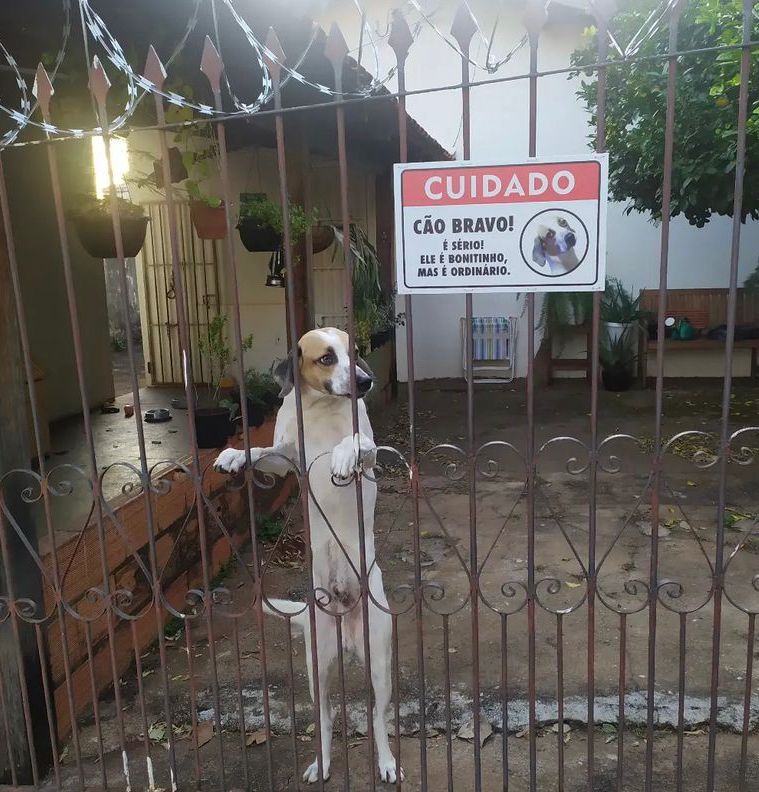 Apesar do alerta, Zero nunca mordeu ningu&eacute;m – Foto: Reprodu&ccedil;&atilde;o/Internet