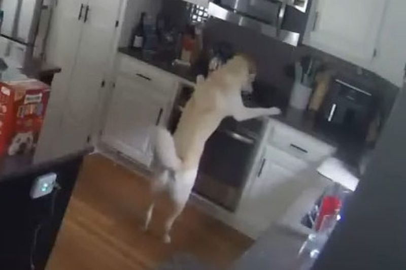 Cachorro foi atra&iacute;do por panela gordurosa – Foto: Reprodu&ccedil;&atilde;o/Internet