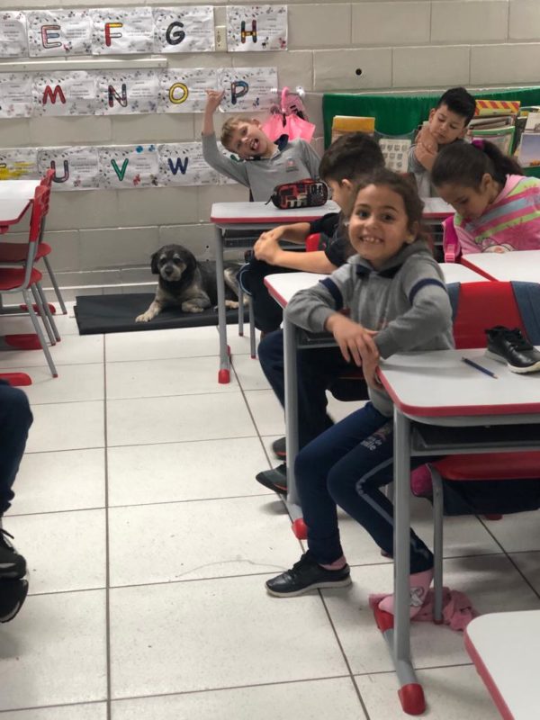 cachorros foram adotados pela escola