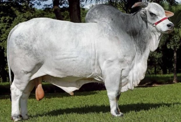 Animal produziu mais de 542 mil doses de s&ecirc;men – Foto: Reprodu&ccedil;&atilde;o/Internet