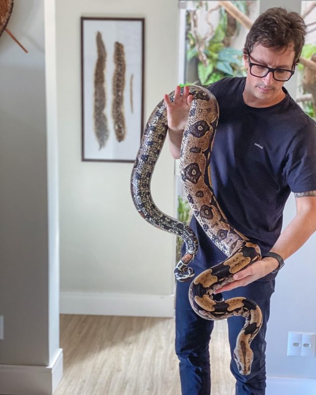 Jackson cuida de tr&ecirc;s jiboias, duas f&ecirc;meas e um macho; a da foto &eacute; Jenifer, sua mais velha – Foto: Arquivo pessoal