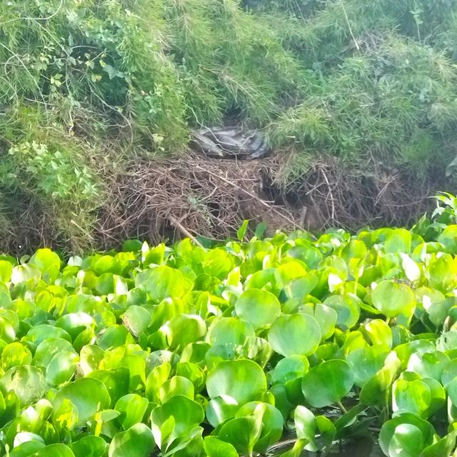Sucuri foi vista no Mato Grosso do Sul – Foto: Arquivo Pessoal/ND