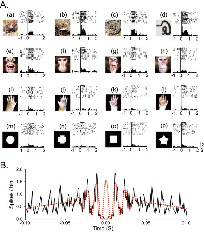 Exemplo de um neur&ocirc;nio pulvinar que respondeu mais fortemente &agrave;s cobras – Foto: Scientific Reports/Nature/Reprodu&ccedil;&atilde;o/ND