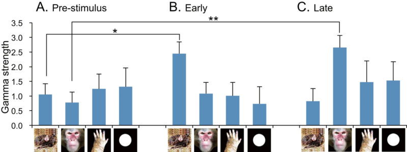 Compara&ccedil;&atilde;o da for&ccedil;a entre as tr&ecirc;s fases em torno do in&iacute;cio do est&iacute;mulo – Foto: Scientific Reports/Nature/Reprodu&ccedil;&atilde;o/ND