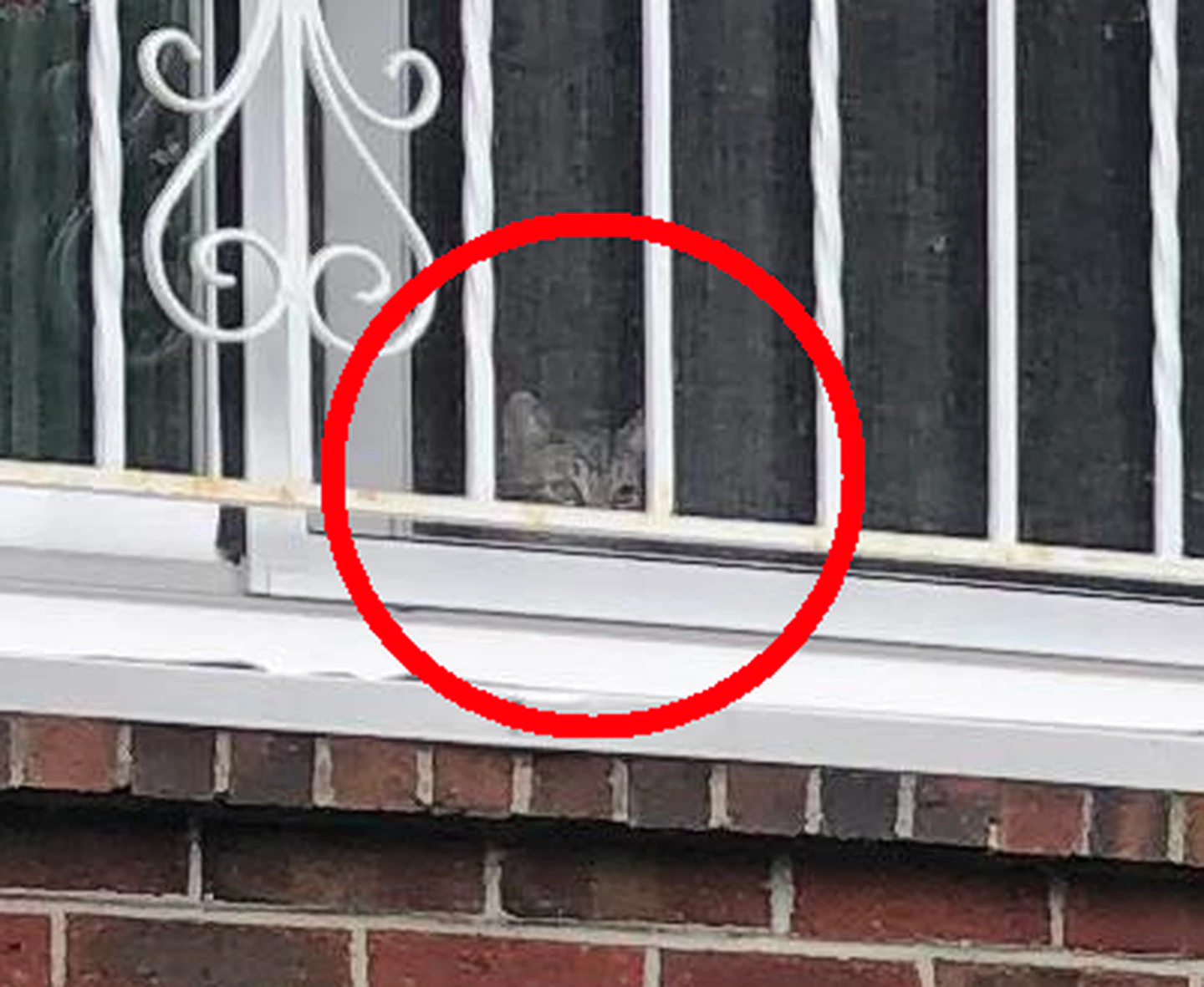 Gato est&aacute; julgando a sua incapacidade de encontra-lo na janela – Foto: Capybara_Official/Reddit/Reprodu&ccedil;&atilde;o/ND