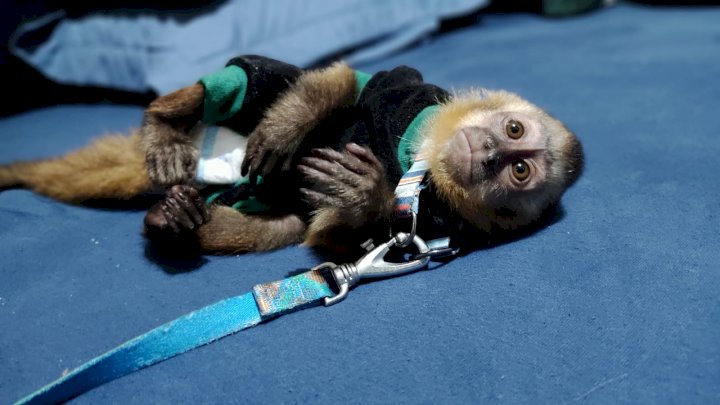13 macacos apreendidos – Foto: Polícia Militar Ambiental/Divulgação ND