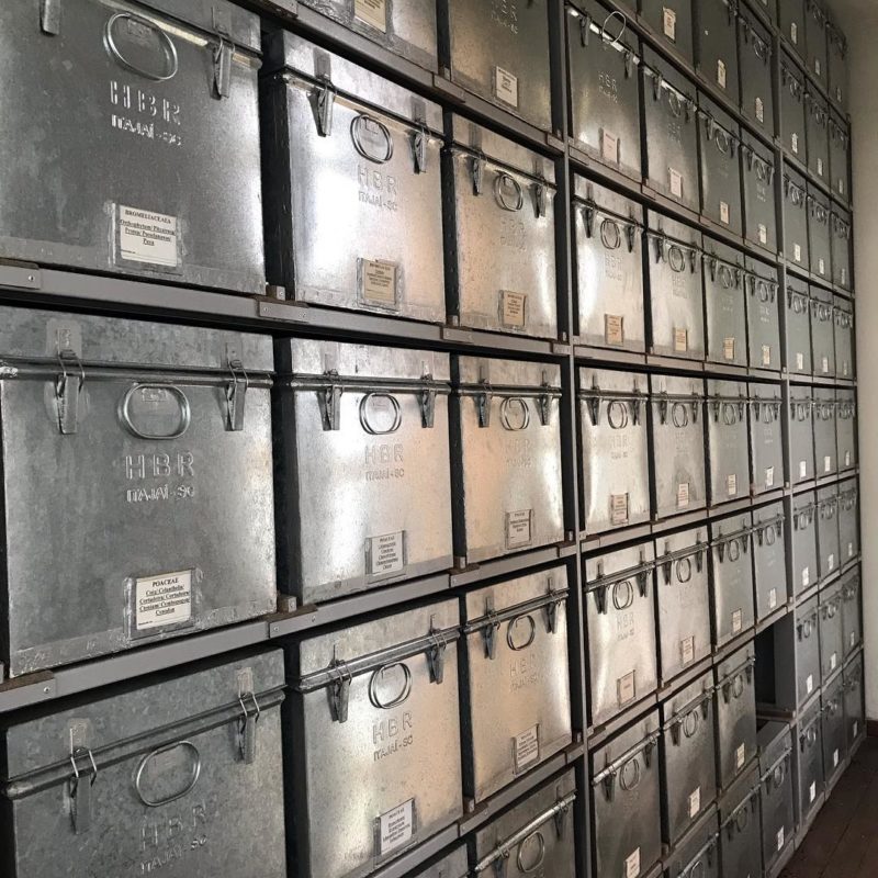 Registro interno mostra pequena parte do acervo do Herb&aacute;rio – Foto: Divulga&ccedil;&atilde;o HBR/ND