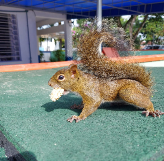 Os animais silvestres já são moradores do CEI Doce Infância