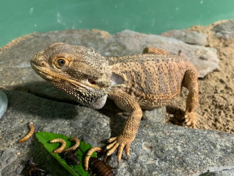 Zoobot&acirc;nico de Brusque recebe tr&ecirc;s novos animais, entre eles um casal de tamandu&aacute;s-bandeiras e um pogona – Foto: Zoobot&acirc;nico Brusque/Divulga&ccedil;&atilde;o