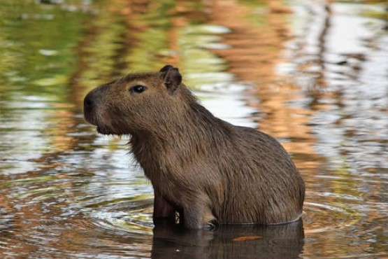 Southern South Carolina couple receive over R$6,000 in compensation after capybara accident — Photo: Pexels/Disclosure/ND