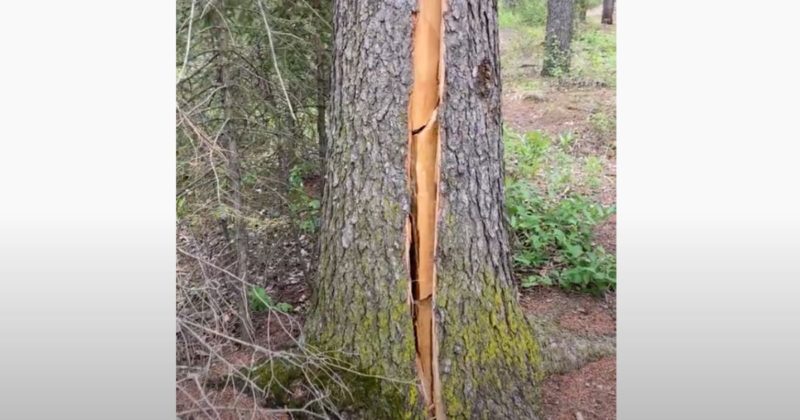 &Aacute;rvore sofreu com a&ccedil;&atilde;o de ventos a 100 Km/h e rachou, mas sobreviveu – Foto: Reprodu&ccedil;&atilde;o