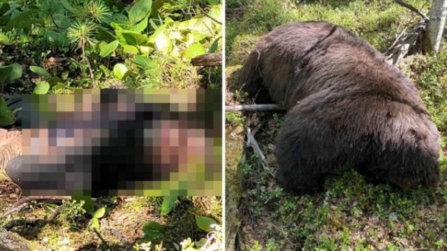 Fotos foram registradas com o caçador e o urso mortos na mata &#8211; Foto: Reprodução/Internet/ND