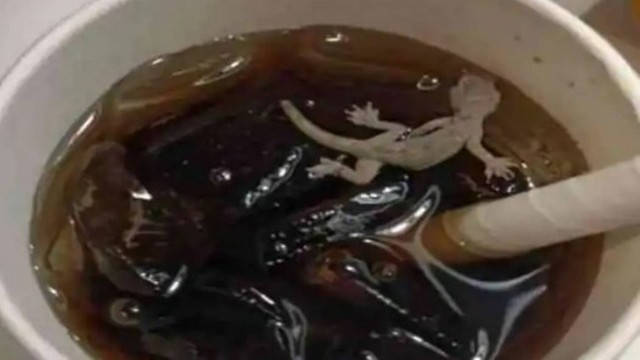 A gecko in a glass of soda served at a fast food restaurant in India - Photo: Reproduction/Internet/ND