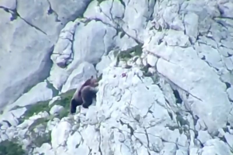 Urso macho tentava matar filhote – Foto: laudio Sordo Velasco e Carmen Ortega Fern&aacute;ndez/Divulga&ccedil;&atilde;o