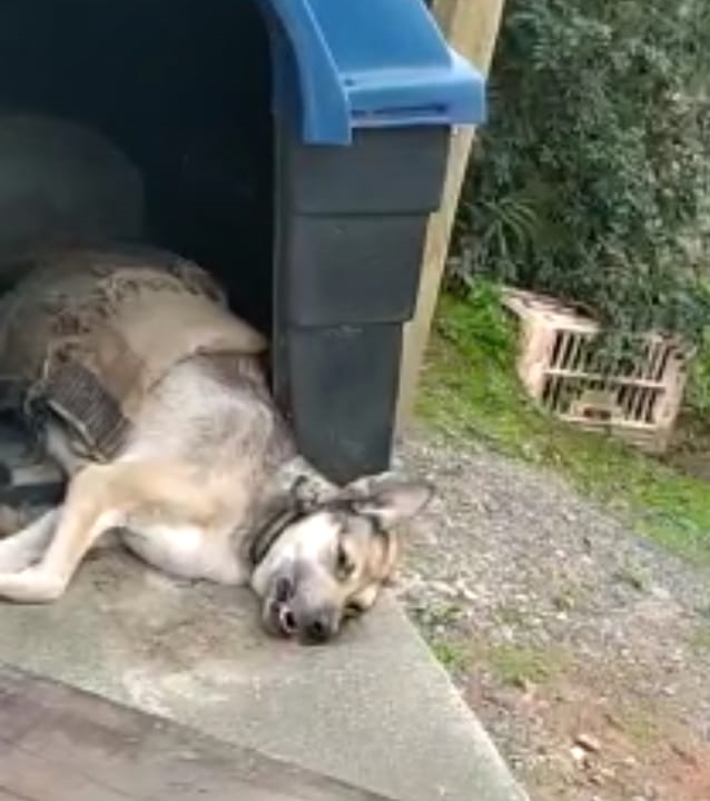 A cachorra foi encontrada em estado prec&aacute;rio – Foto: Divulga&ccedil;&atilde;o/Pol&iacute;cia Civil/ND