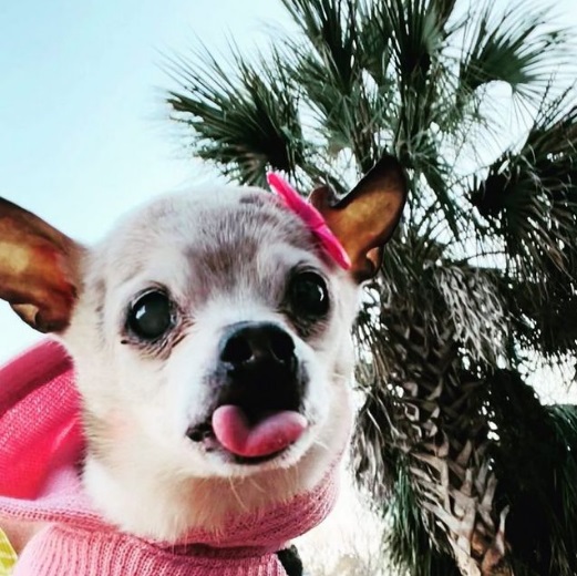Cachorrinha Pebbles &#8211; Foto: Reprodução/instagram/ND