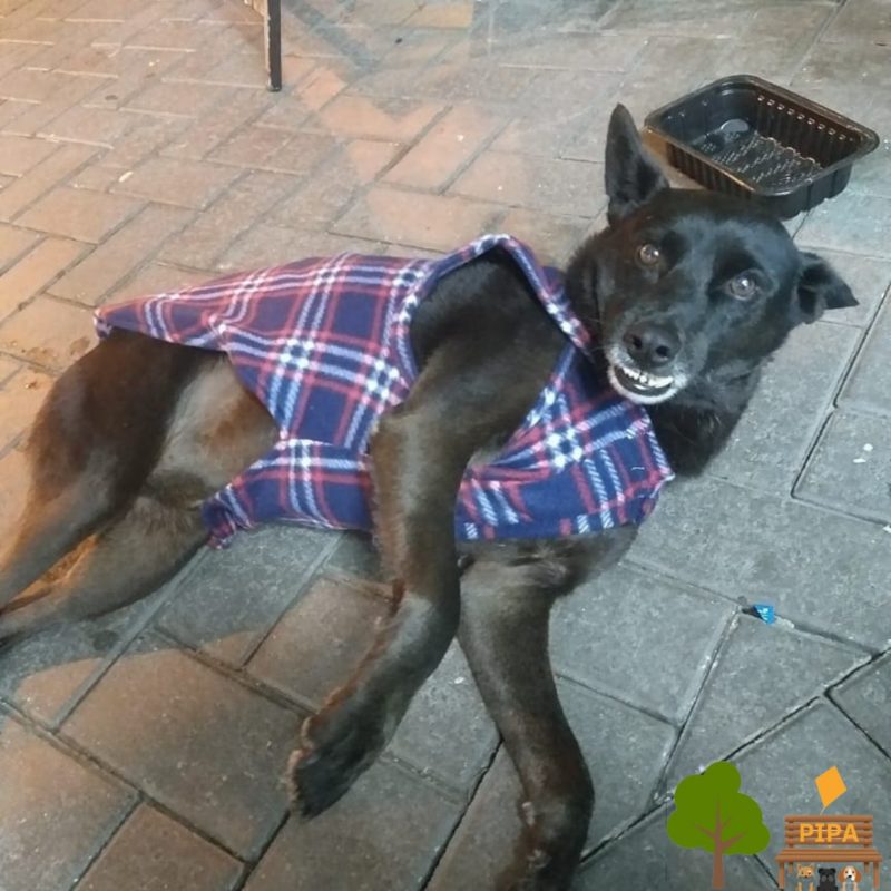 ONG de Crici&uacute;ma lan&ccedil;a campanha para proteger cachorros de rua do frio rigoroso – Foto: ONG Pipa/Divulga&ccedil;&atilde;o/ND