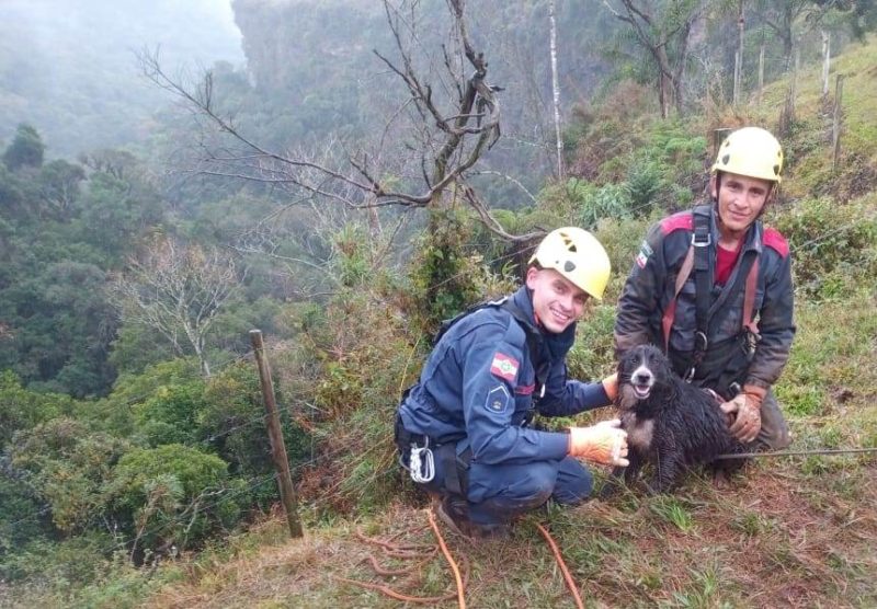 Cachorro foi resgatado ap&oacute;s cair de penhasco – Foto: CBMSC/Divulga&ccedil;&atilde;o/ND