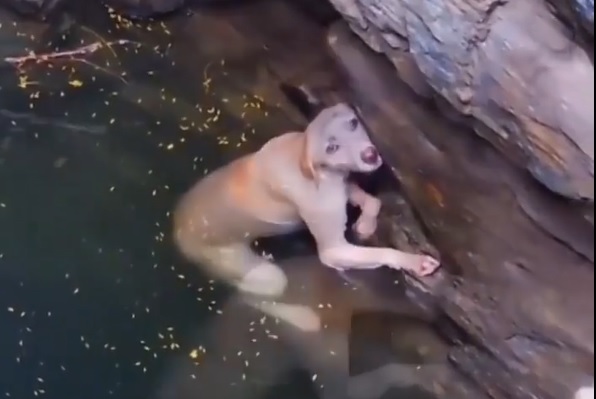 The dog fell into a deep well and got upset - Photo: Reproduction