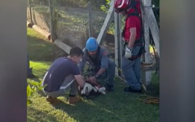 Momento do resgate da cadela