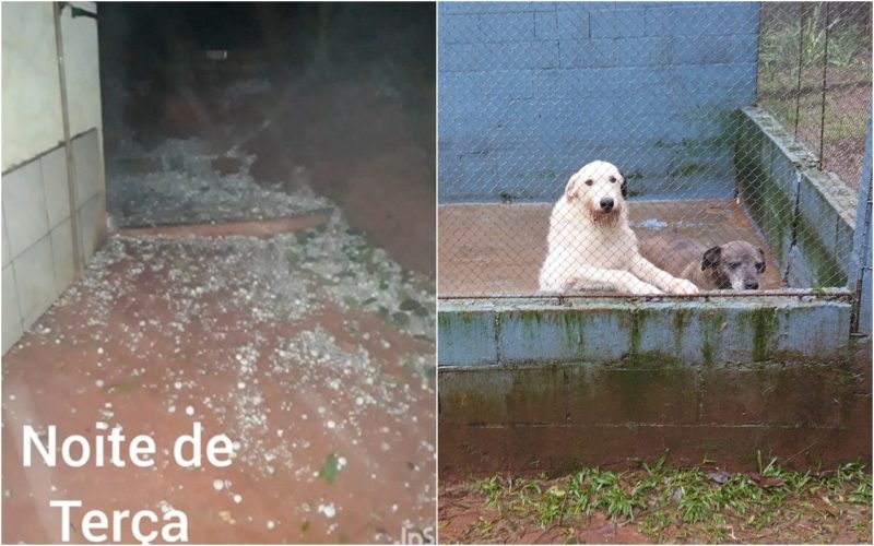 Espa&ccedil;o que abriga os animais teve in&uacute;meros preju&iacute;zos. – Foto: ONG Amigos dos Bichos/Divulga&ccedil;&atilde;o/ND
