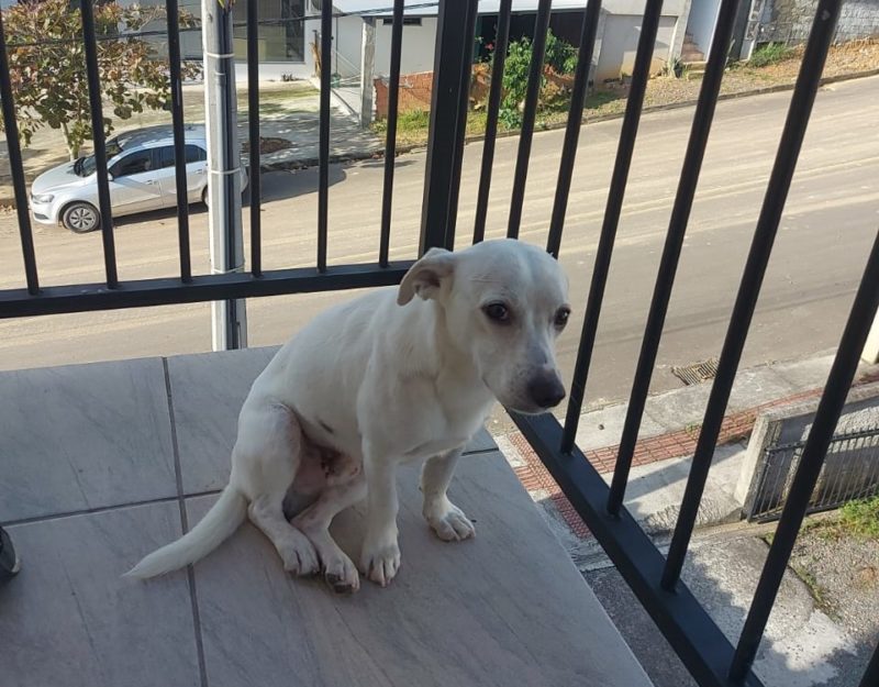 O c&atilde;o foi levado ao veterin&aacute;rio na sexta-feira (10) e continua internado. – Foto: Pol&iacute;cia Civil de Api&uacute;na/ND