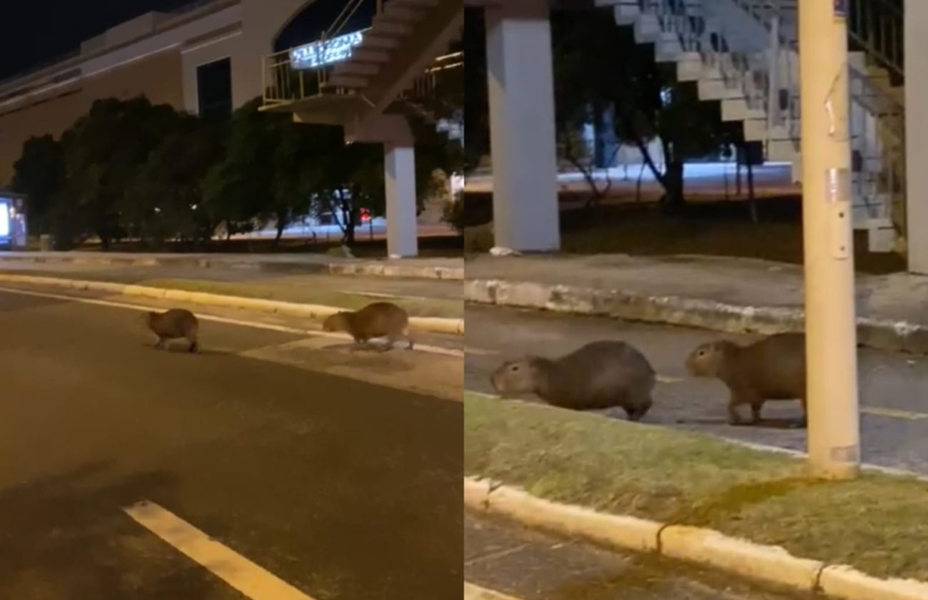 Capybaras were spotted crossing the street in front of the Romana Shopping Villa - Reproduction/Louise Coutinho/North Dakota