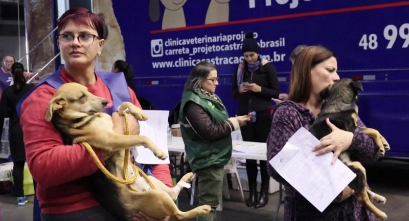 A&ccedil;&atilde;o vai castrar 500 c&atilde;es e gatos de Blumenau que est&atilde;o em ONG’s, entidades ou protetoras. – Foto: Reprodu&ccedil;&atilde;o/Prefeitura de Blumenau/ND