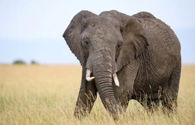 Elephants gathered a herd to destroy the village - Photo: Reproduction / Internet