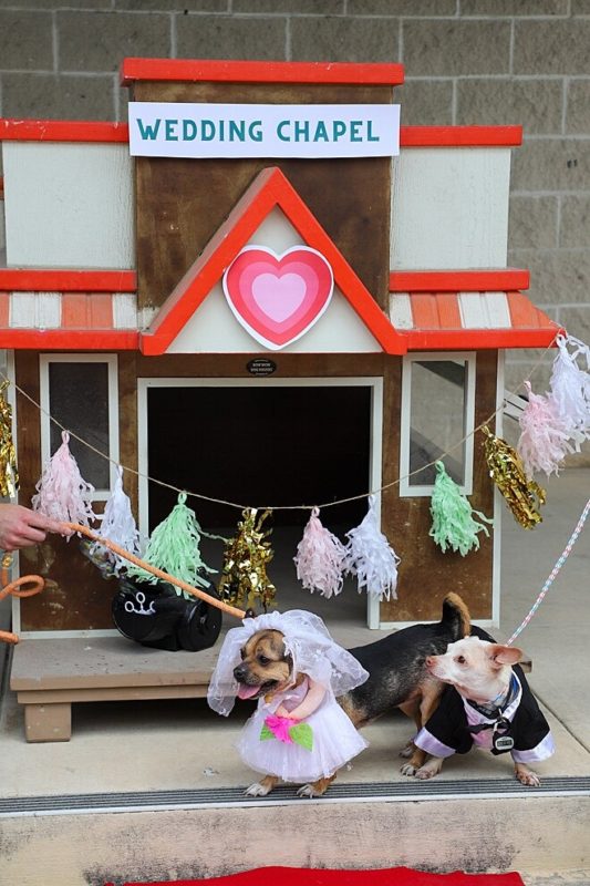 Mini capela foi constru&iacute;da especialmente para a cerim&ocirc;nia – Foto: Reprodu&ccedil;&atilde;o/Instagram/@sahumane