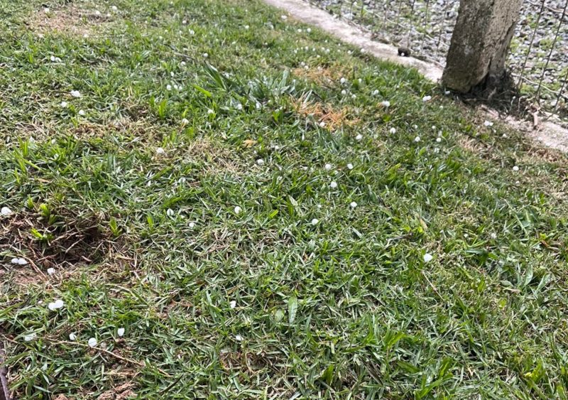 Registros da queda de granizo foram feitos por moradores de Santo Amaro da Imperatriz – Foto: Rafaella Moraes/ND