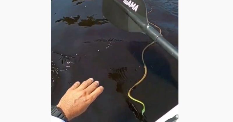 Cobra se aproxima para subir no caiaque e o que o pescador faz? – Foto: Reprodu&ccedil;&atilde;o