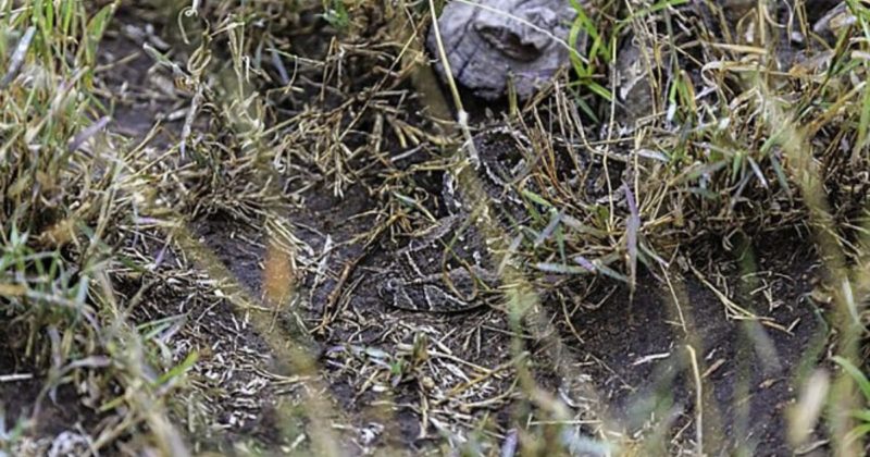 Jararaca &eacute; mestre em camuflagem, mas s&oacute; ataca para se defender ou se alimentar – Foto: Reprodu&ccedil;&atilde;o