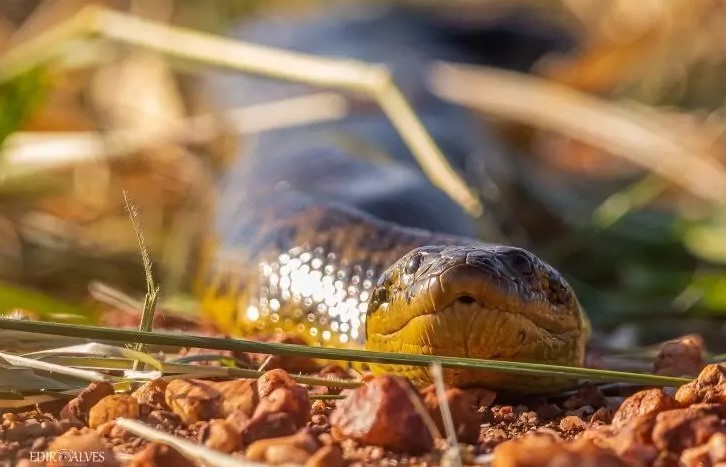 Sucuris gostam de &aacute;reas alagadas, muito comuns no Pantanal Sul-Mato-Grossense – Foto: Fot&oacute;grafo Edir Alves