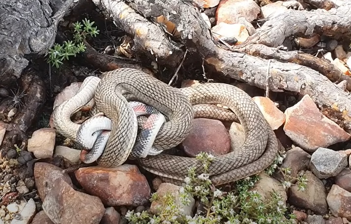 Momento do ataque da cobra