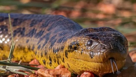 Cobrinha da Sinuca!!🐍 FORTÍSSIMO com uma mão na pescada!! 