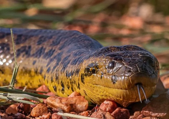 Cobra caninana no Pantanal: veja nossa galeria de fotos