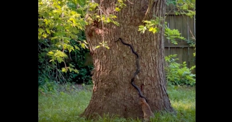 Vida n&atilde;o t&aacute; f&aacute;cil nem para as cobras, agora atacadas at&eacute; por coelhos – Foto: Reprodu&ccedil;&atilde;o