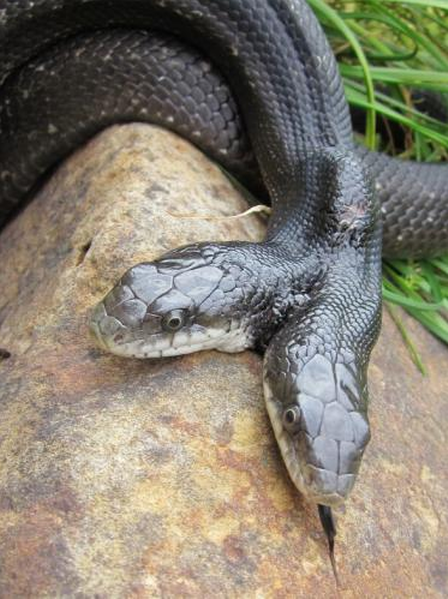 Cobra de duas cabeças são extremamente raras e, conforme biólogo, só sobrevivem em cativeiro. &#8211; Foto: Divulgação/ND