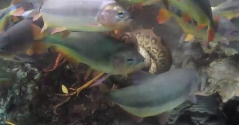 Sucuri mergulha no meio do cardume e pega seu alvo, um peixe azarado – Foto: Reprodu&ccedil;&atilde;o