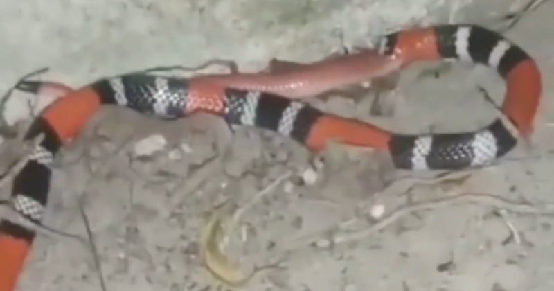 Cobra coral n&atilde;o d&aacute; chance &agrave; cobra rosa, que viria refei&ccedil;&atilde;o em v&iacute;deo – Foto: Reprodu&ccedil;&atilde;o