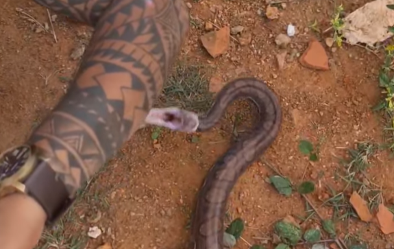 Momento exato da mordida da cobra 